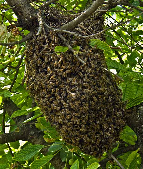 Pčelarska posla ...