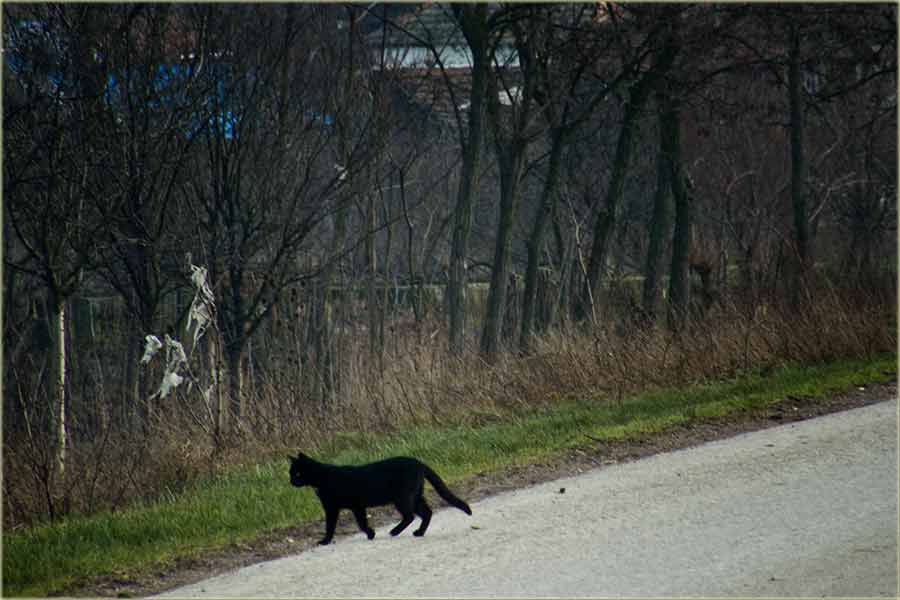 Crna mačka ...