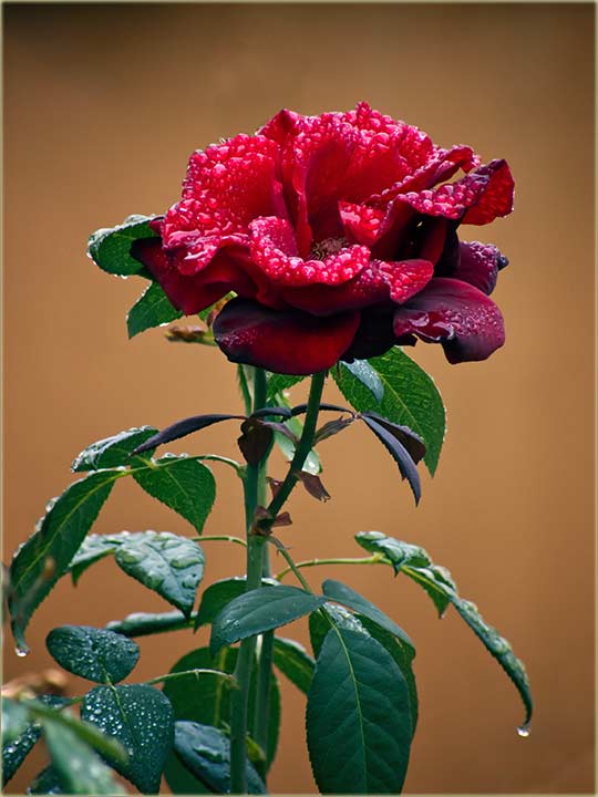 Crvena ruža...