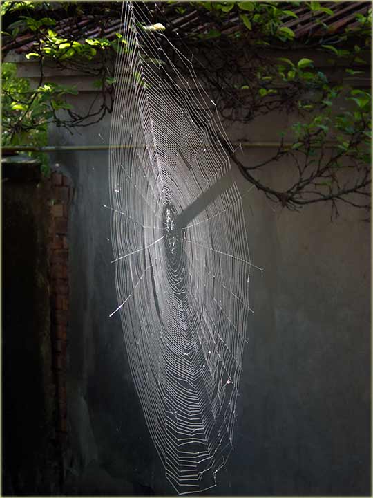Mistika okolo paukove mreže...