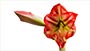 Cvet amarilisa, 2019-te...