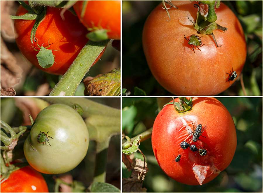 Invazija smrdiBûba, a na paradajz !!!