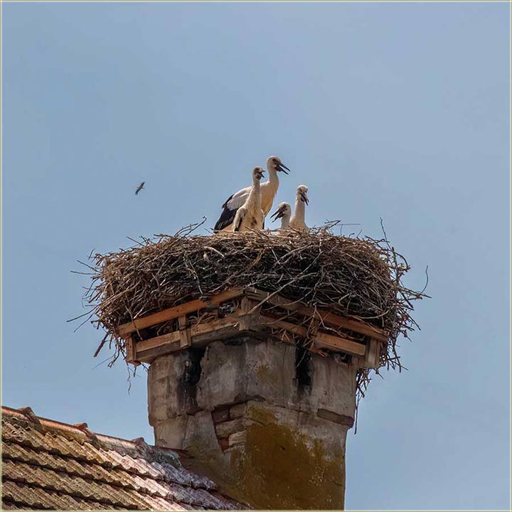 Ipak..., ima etir, mla rdeta !!!