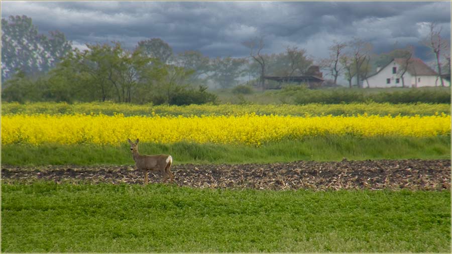 Na atar, u ovo dbo, se najVema ûti !!!