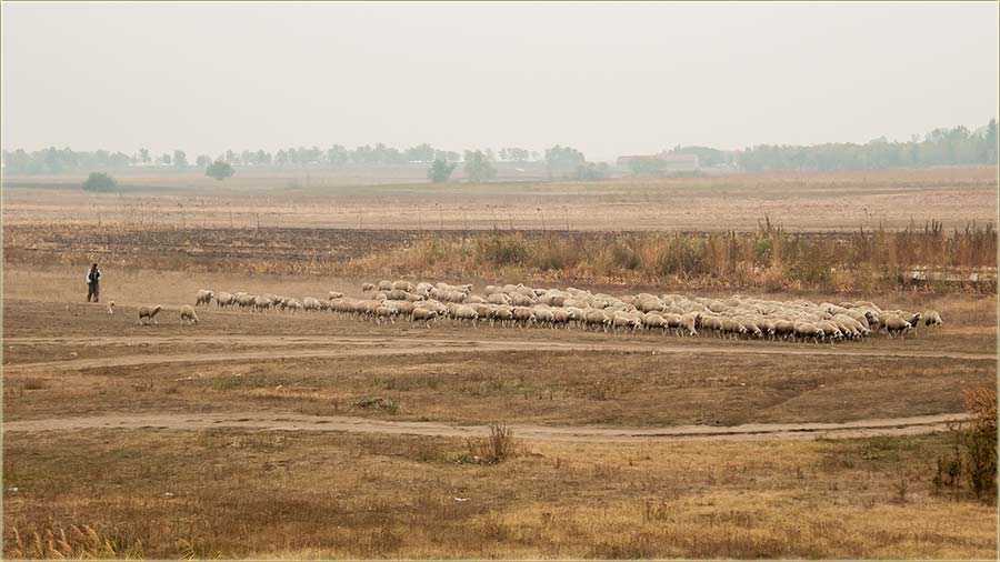 Di to..., oban tera ovice ?