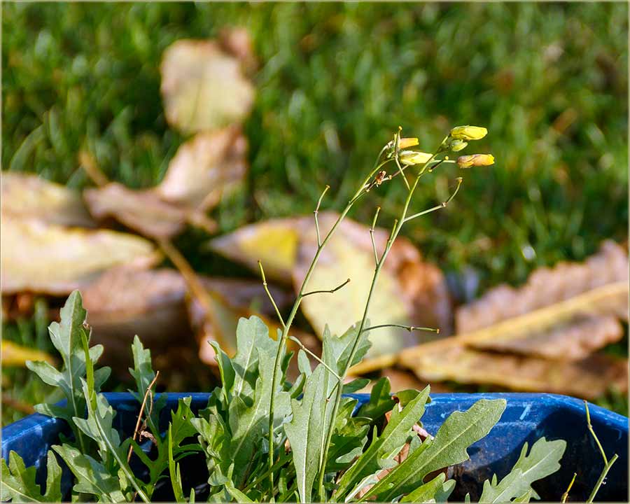 Kraj je novembera, a jo uvek neto i cveta !!!