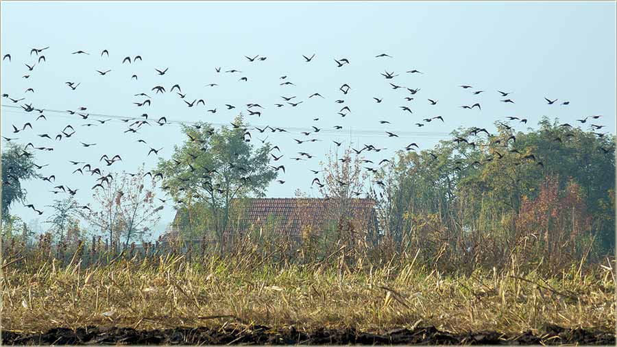 Jata voraka vrêbadu !!!