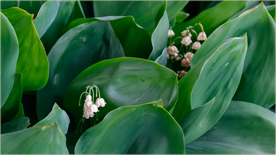 urevak, a na urevdan..., ove godine...