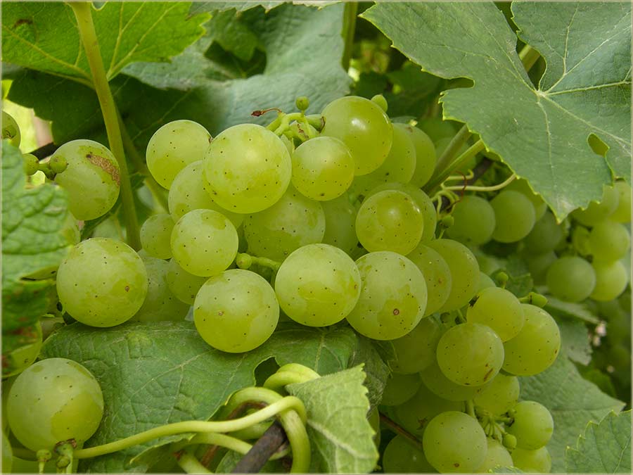 Poo je da zr, julski muskat !!!