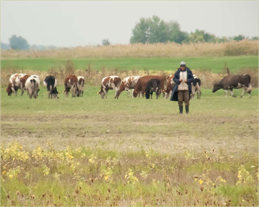 Ej..., alo..., ko je t ?!?