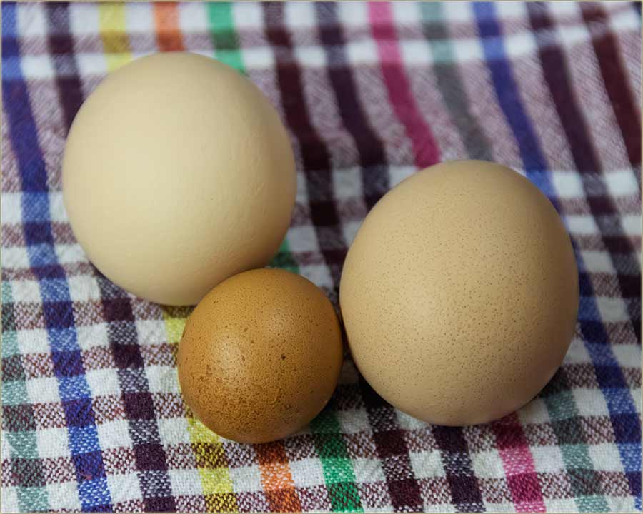 Dva kokoija i jedno kukuviijo jaje ?1?