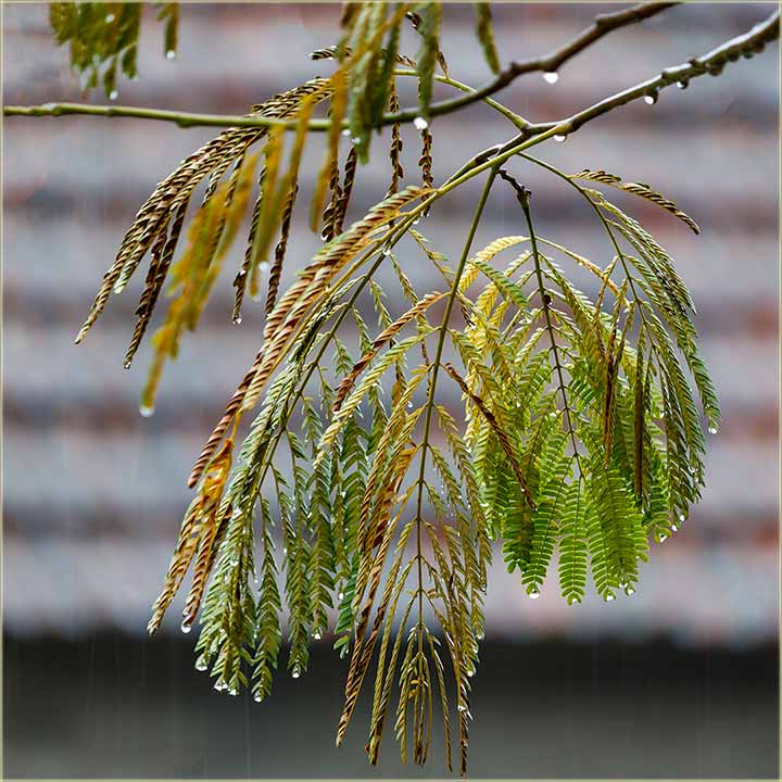 Kako se kae, kad cêli dn, pada kia ?