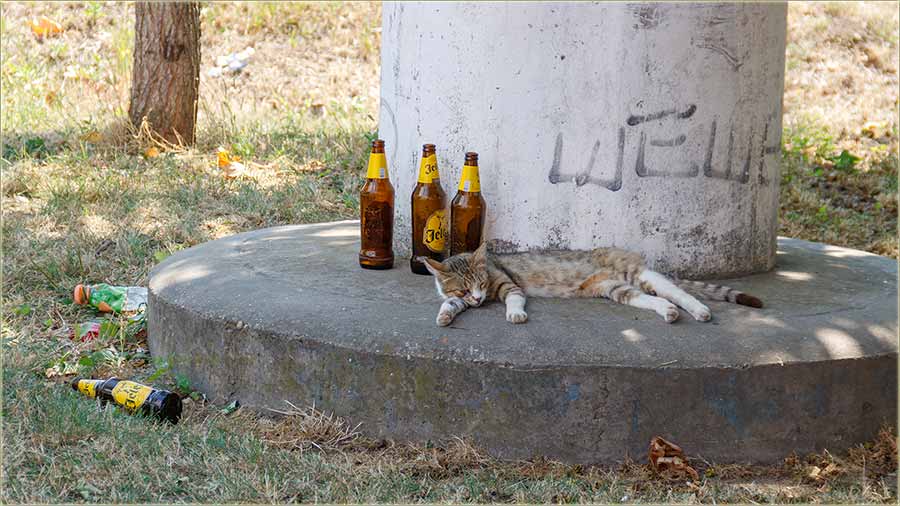 Jutro, posle burne, beodranske, crkvene slave !!!