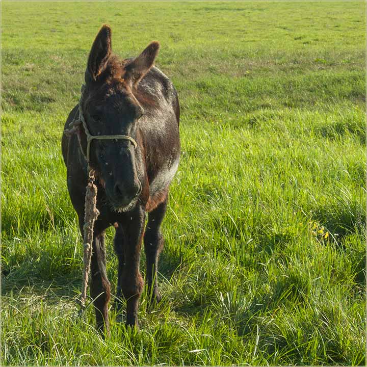 Samo nam jo edan magarac fli !!!