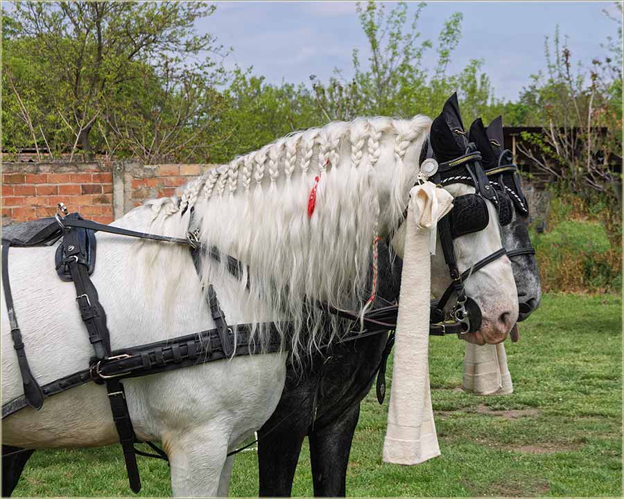 Pa ko to nama, ima novu flizûru ?!?