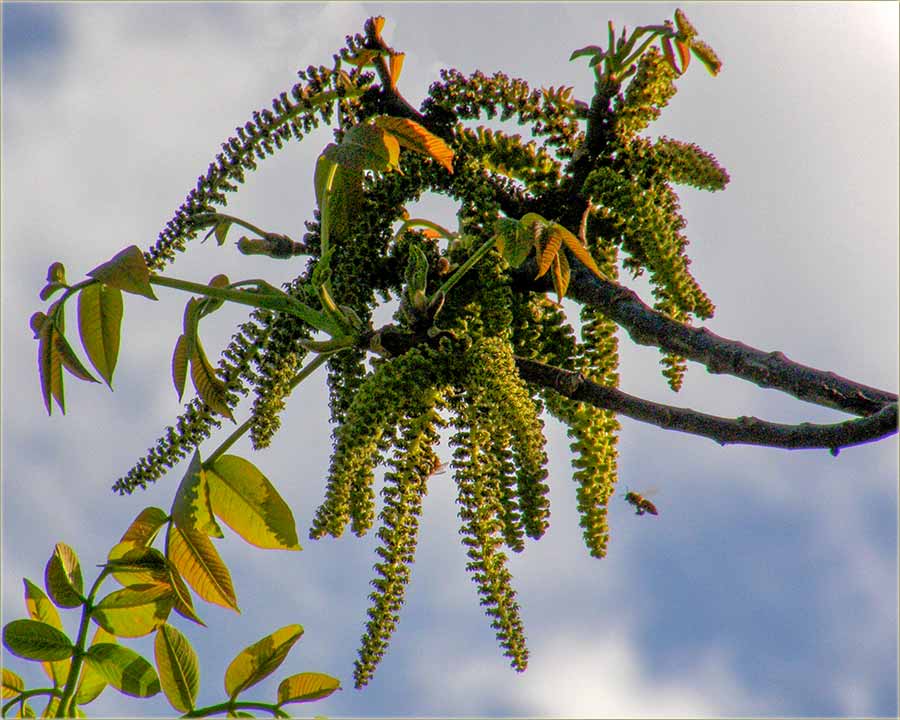 Oraji su poeli da pûadu njine mce !!!