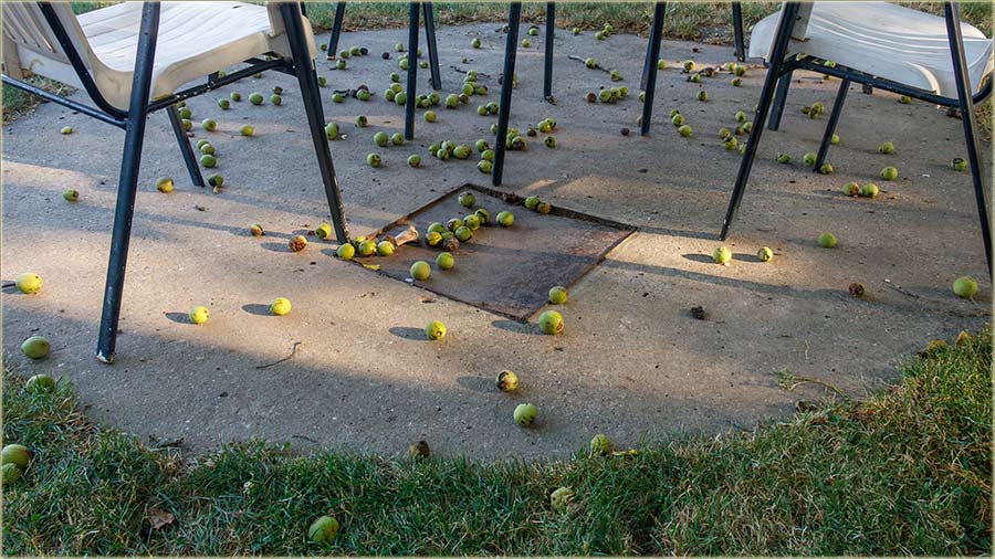 Orasi nam zdravo, jko otPadadu !!!