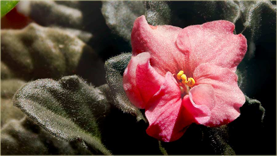 Drage nae posetijotckinje, srean Vam 8-mi mart !