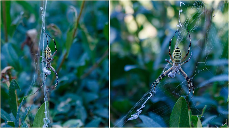 Godina paukva i pavuine !!!