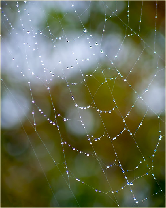 Kanda je pAVukova mrea..., oroena...