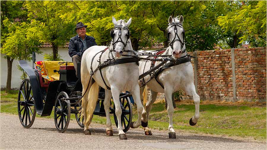 Počasni pozdrav naDêsno..., za slikera !!!