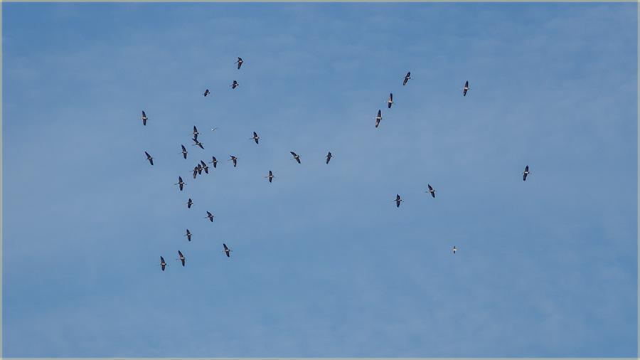 Stigli su nam sivi dralovi !!!