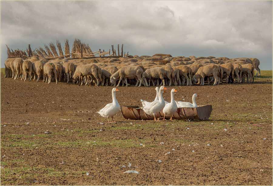 A di je stado, tu su i jata...