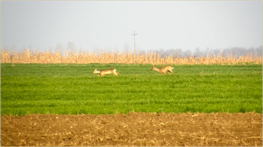 Stani srno, stani !!!