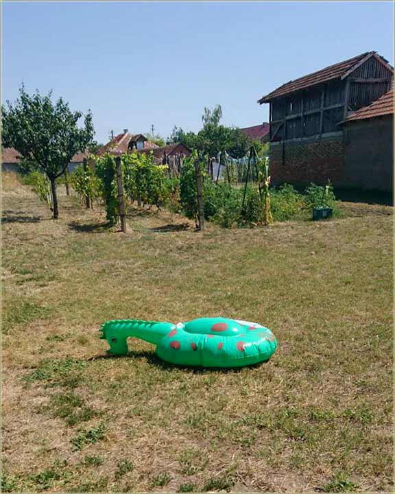 Dal je i Vama, ikad sLetijo zmj u avliju ?!?