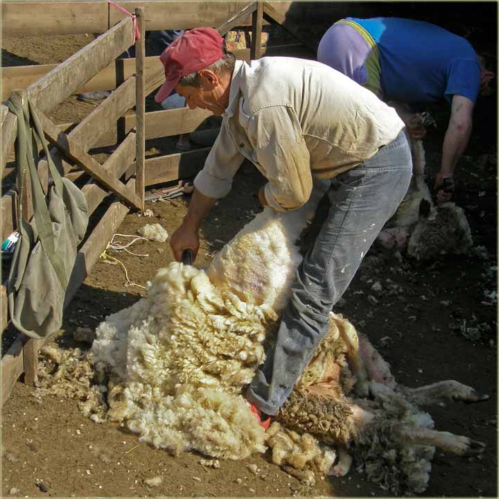 Profesionalno šišam ovce !!!