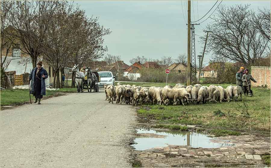 Ovce se izAtara, vraćadu u selo !!!