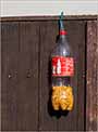 Zašto je flaša Koka Kole, napunjena kukuruzom ?!?