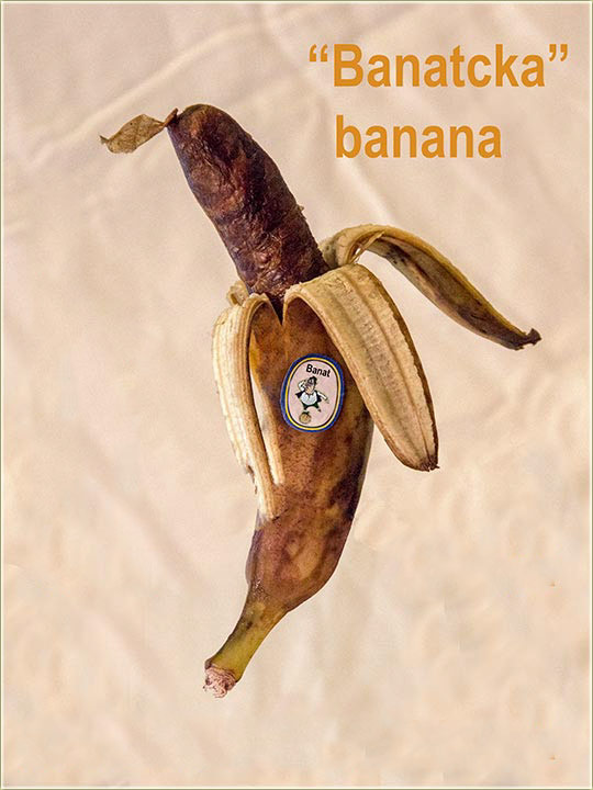 Cuci Tomislav - naNovo o rakiji od banana !!!