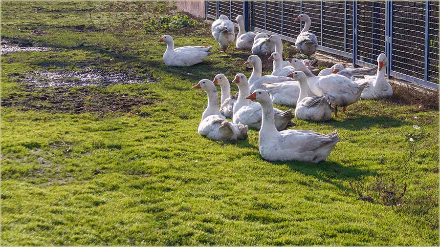 Svi voledu naC&ucirc;nce !!!
