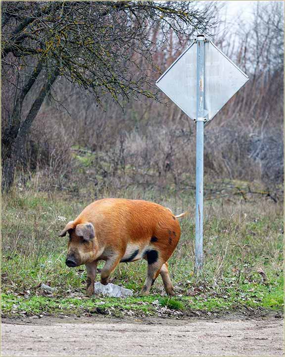 Ako je nekom uteklo sv�nj�e !!!