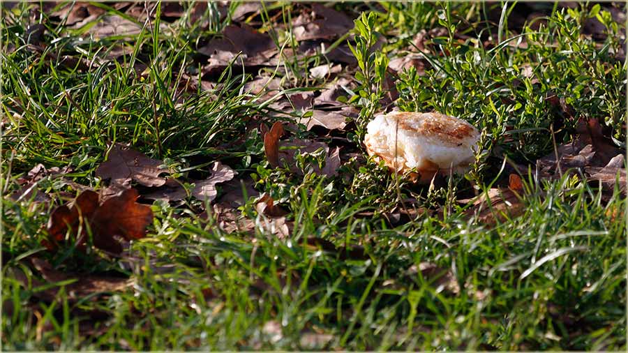 NeDajte, da Vas Smîljka privari !!!