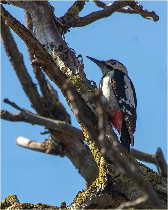 Sliko sam, ne jednog, neg dva detlića !!!