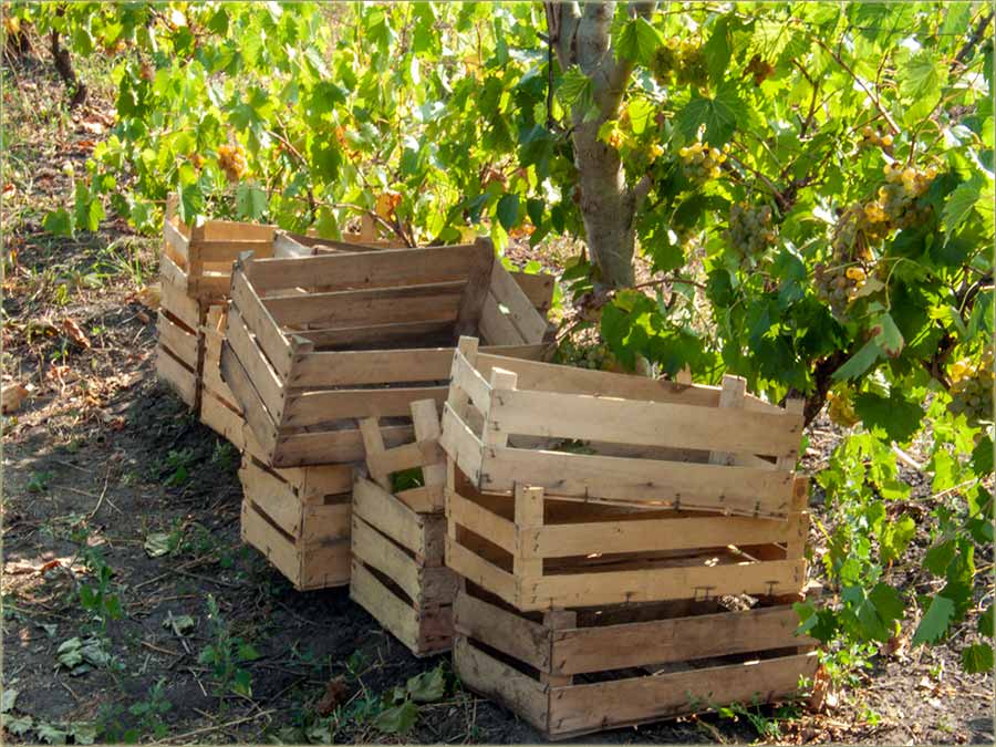 Sve je manje vinograda, grožđa i domaćog vina...