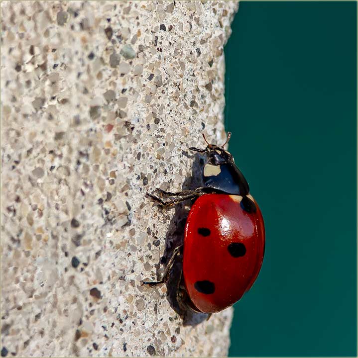 I b�b�-m�ra naJavljiva prole�e !!!