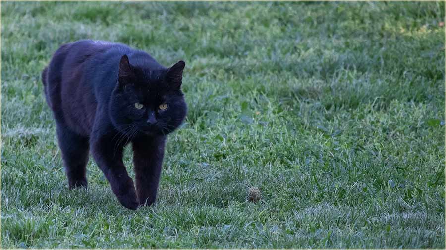 NeBojte se..., nije ovo, vu�i�ov panter !!!