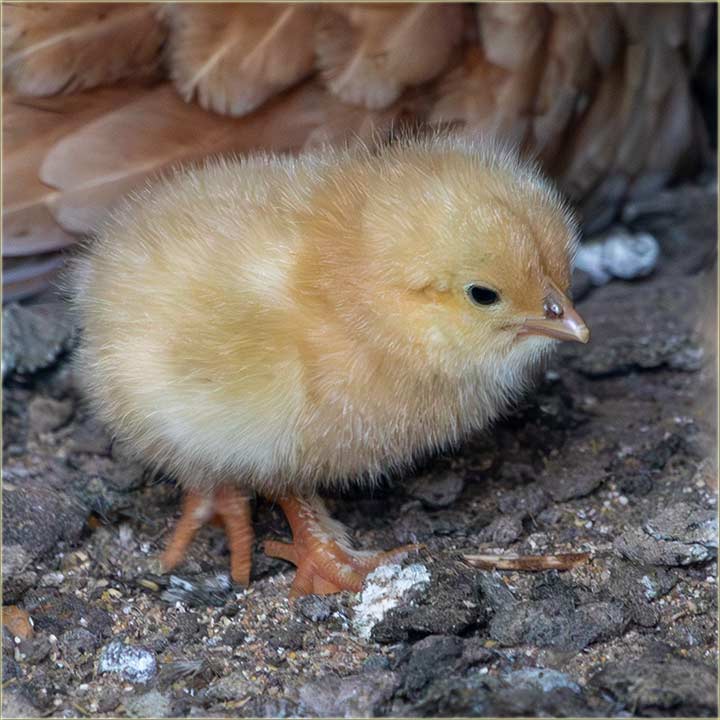 Mi Belićovi, imamo neNâdano novo !!!