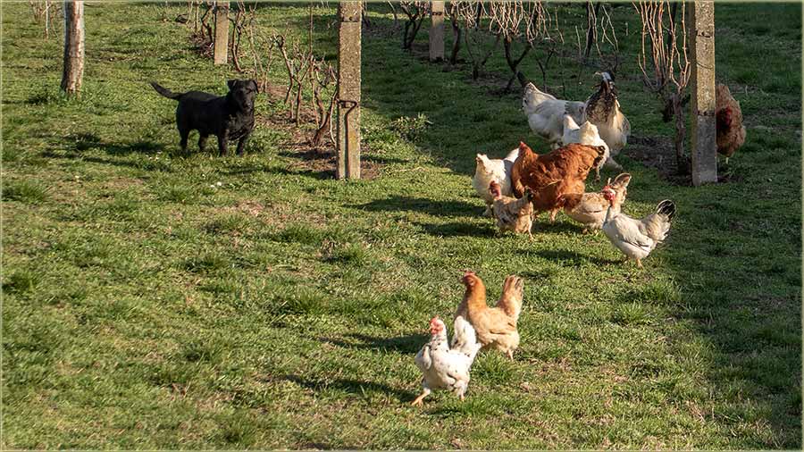 L&ecirc;ga, l&ecirc;ga, l&ecirc;ga...