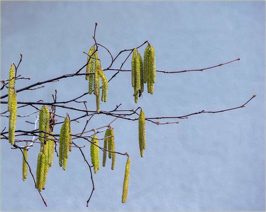 Le�nik je po�o, da p&ucirc;��a njegove m�ce !!!