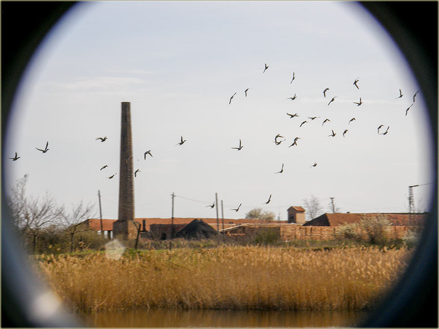 Pataka, jedan gad !!!