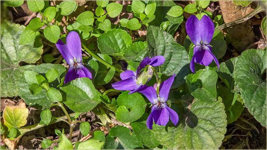 Sre�an 8-mi mart !!!