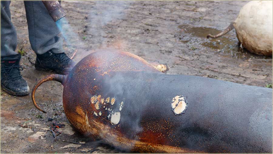 Majstore..., majstore..., proGoro si kod�uru !!!