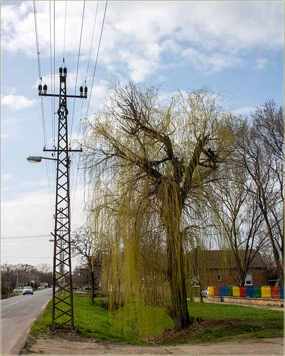 I vrbe sa nam br&ucirc;cale !!!