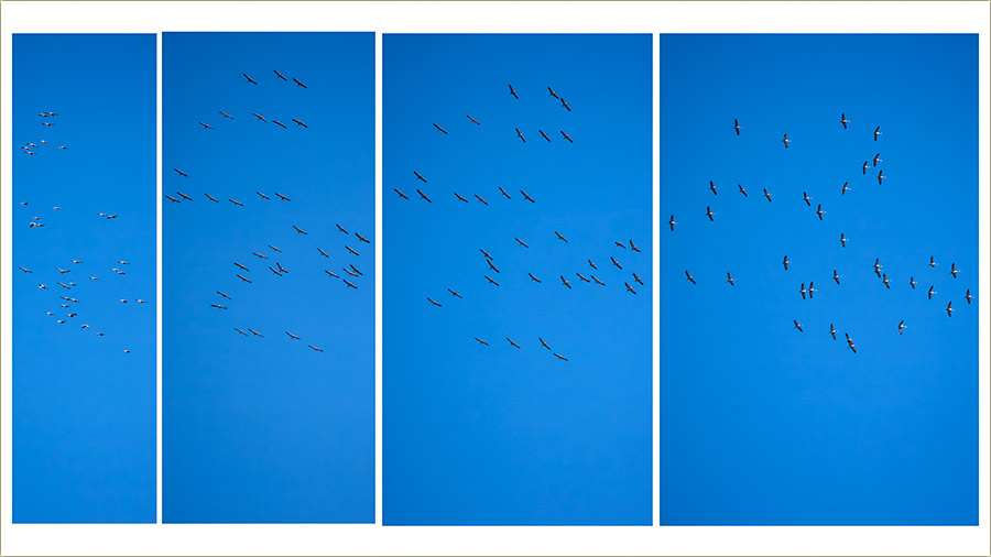 Sivi �dralovi, let�du uKrug iznad Milo�eva !!!