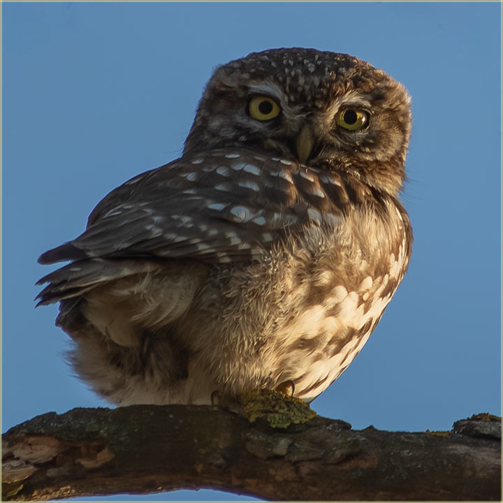 Dal je S�vac jo� kod V�s ?