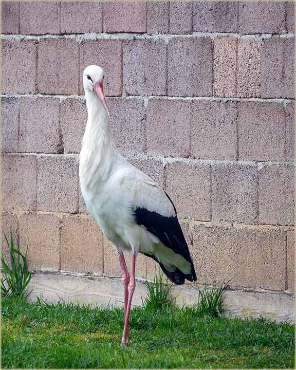 I ove godine, nam je došla roda na kazan III !!!